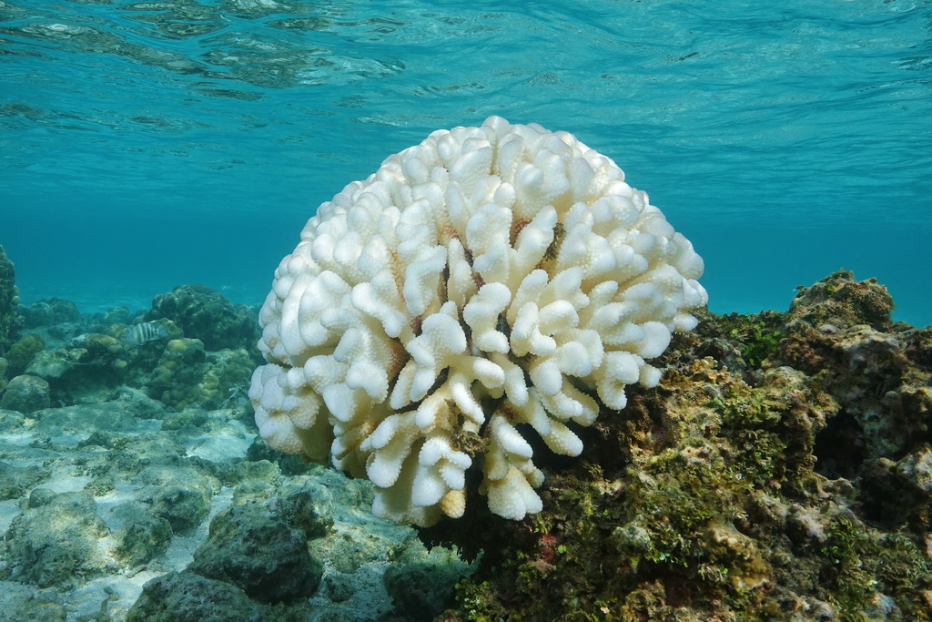 A new tool to help predict bleaching risk for coral reefs around Australia