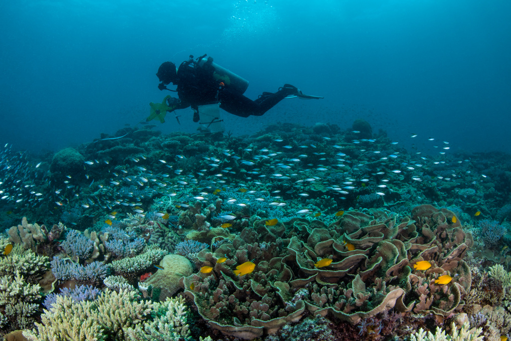 IMOS brings together shallow reef survey data into a new centralised database