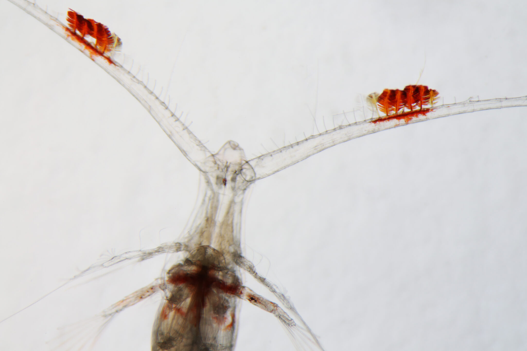IMOS Biological Ocean Observer - IMOS