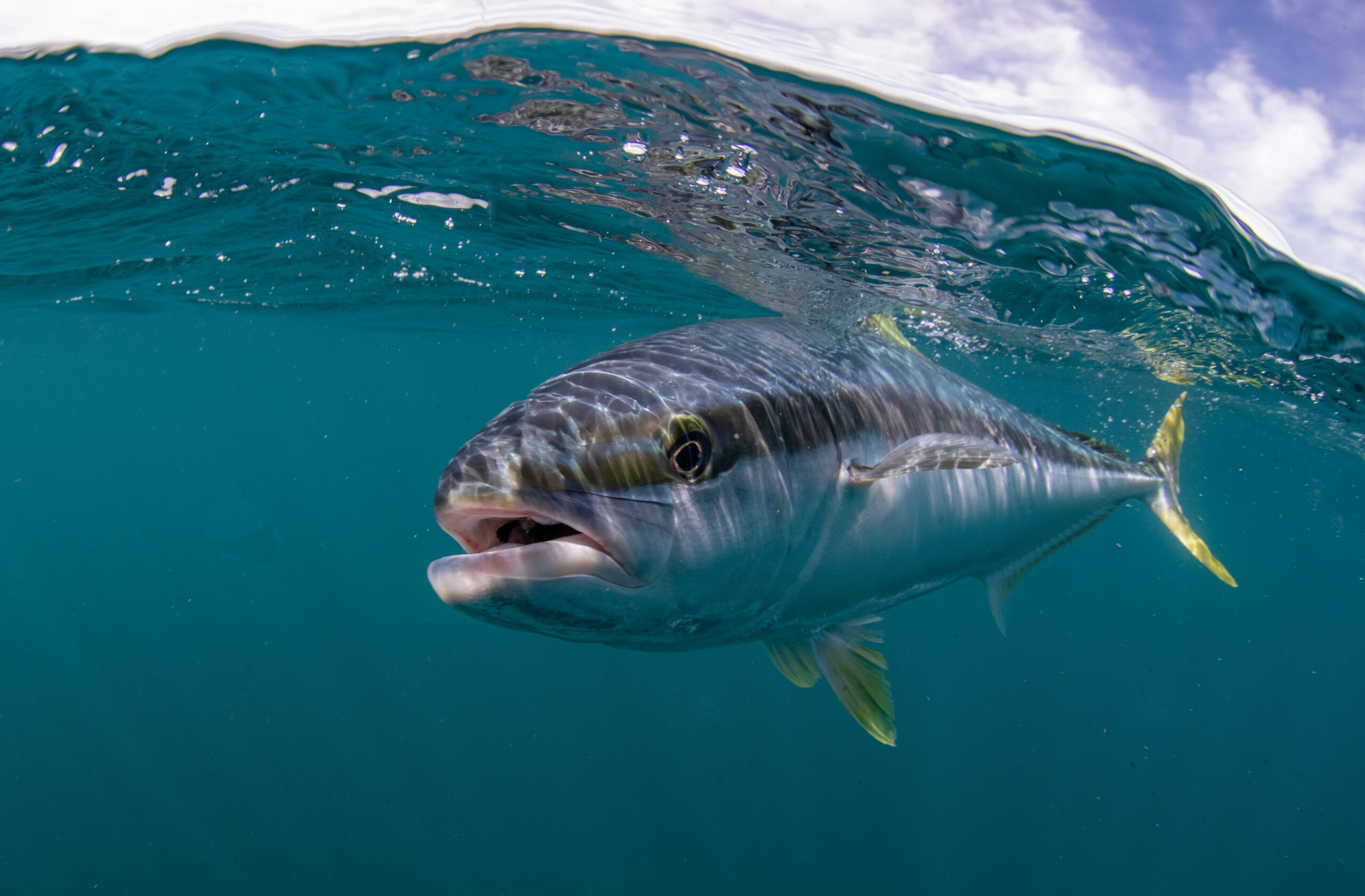 kingfish swimming in the ocean