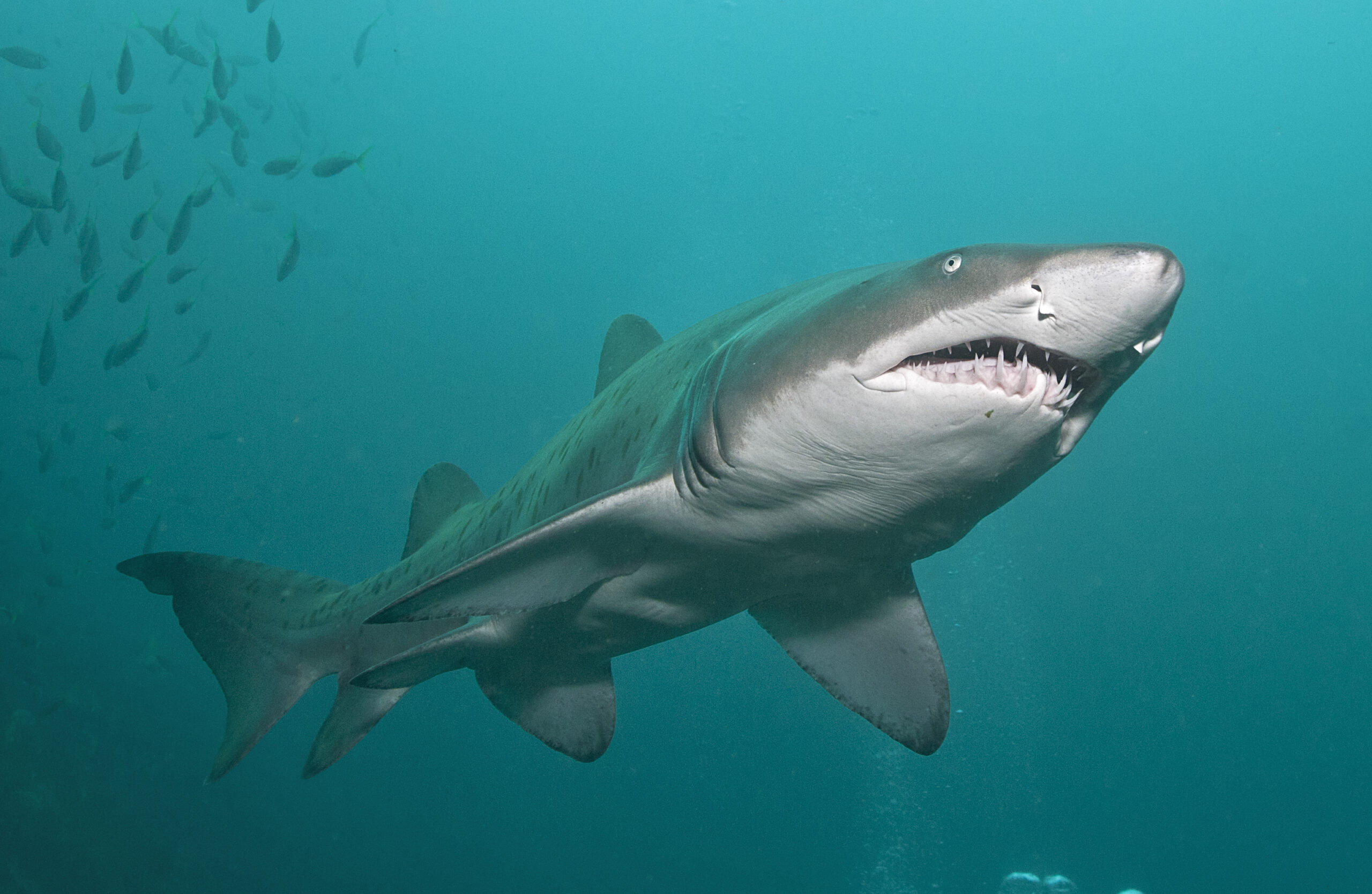 grey nurse shark