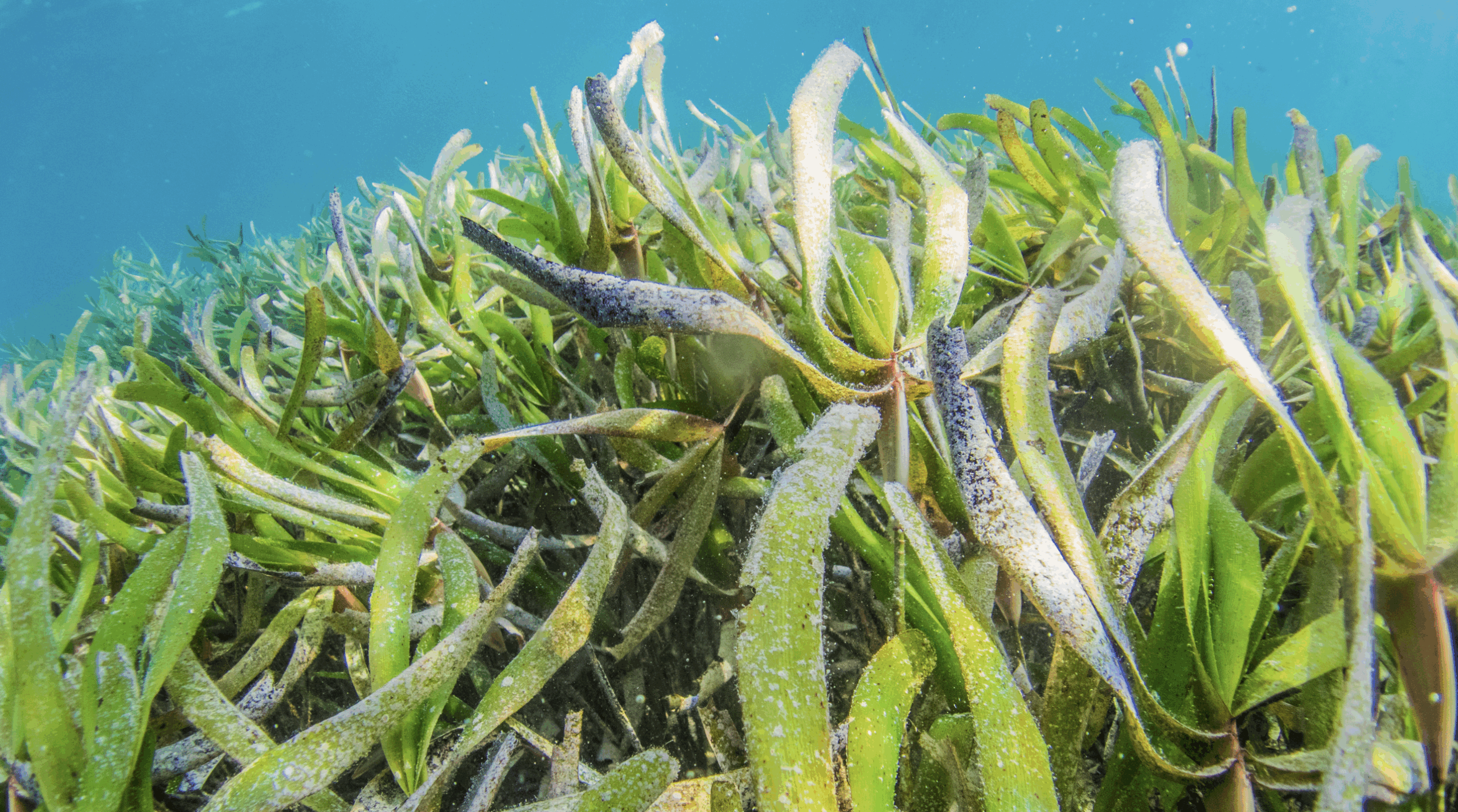 Sea grass