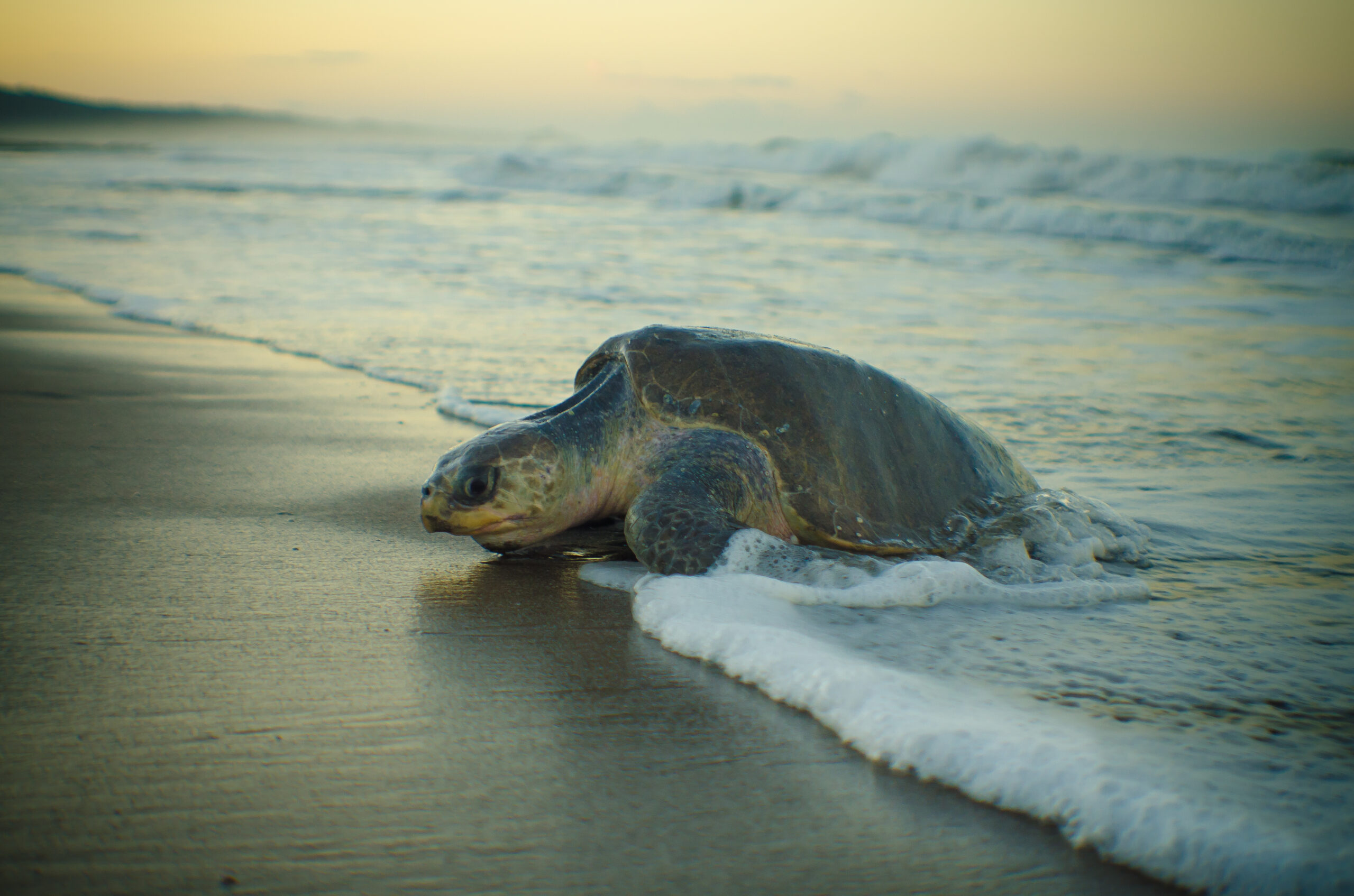 Olive Ridley Turtle